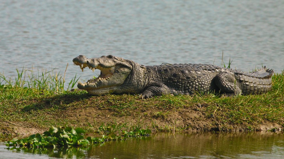 What does it mean when you dream about crocodile?