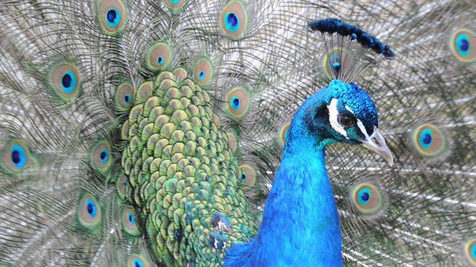 What does it mean when you dream about a peacock?
