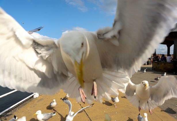 What does it mean to dream about seagulls?