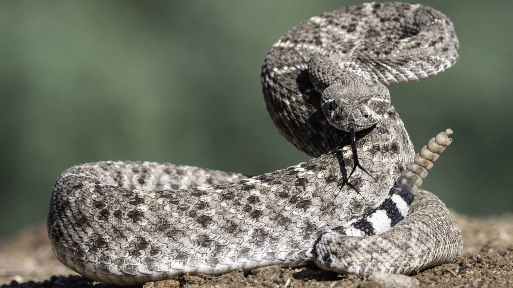 What does it mean to dream about Rattlesnake?