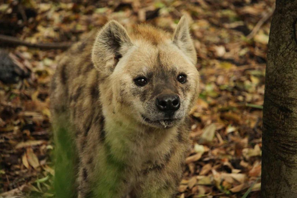 Dream of hyena behavior