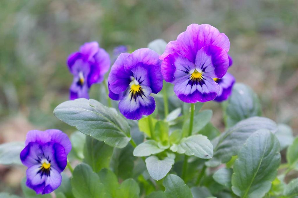 What does it mean to dream about violets?
