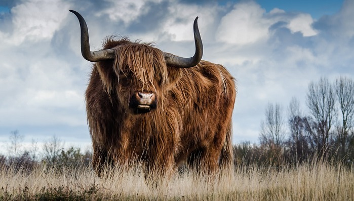 What does it mean to dream about a yak?