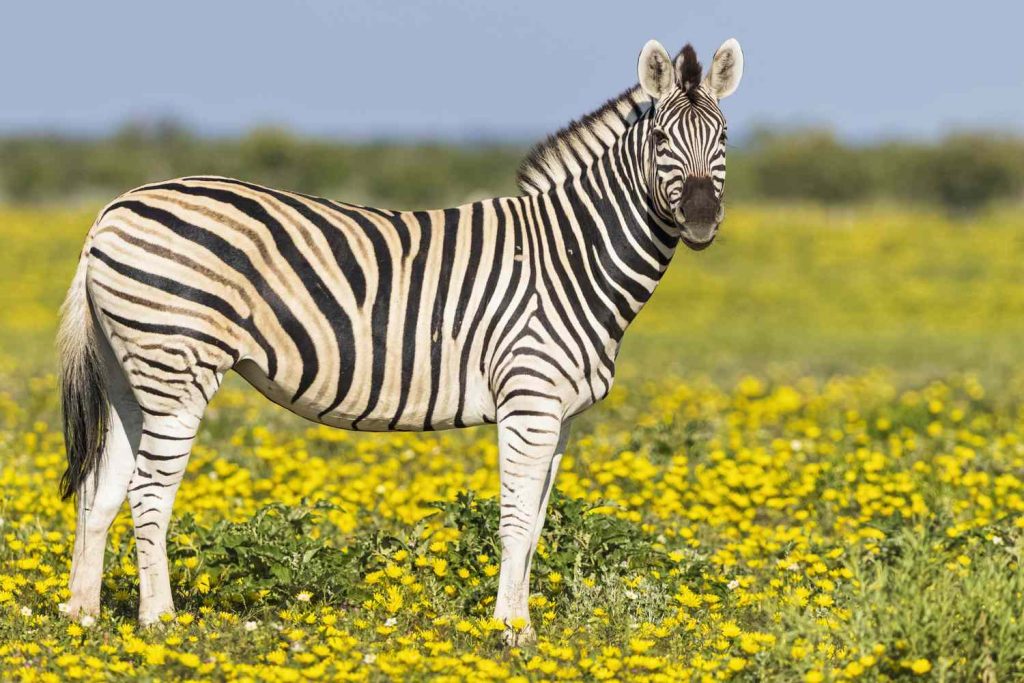 What does it mean to dream about a zebra?