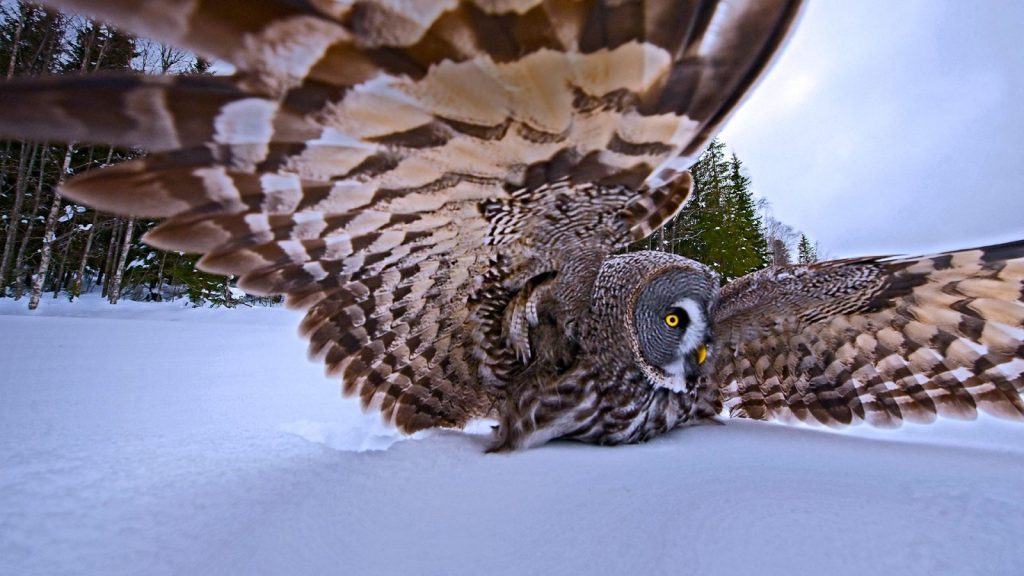 What does it mean when you dream about an owl preying on a mouse?