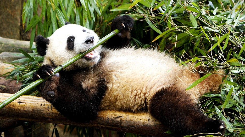 What does it mean to dream about a panda eating a bamboo?