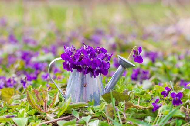 What does it mean to dream about violets?