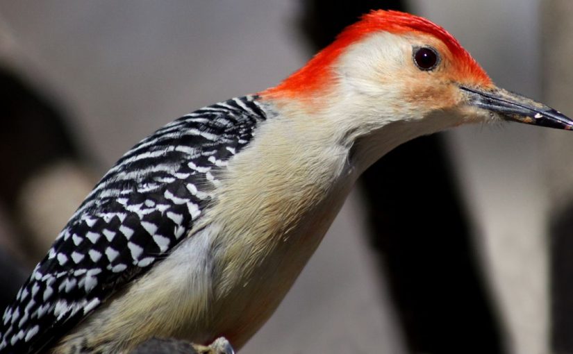 What does it mean to dream about a woodpecker?