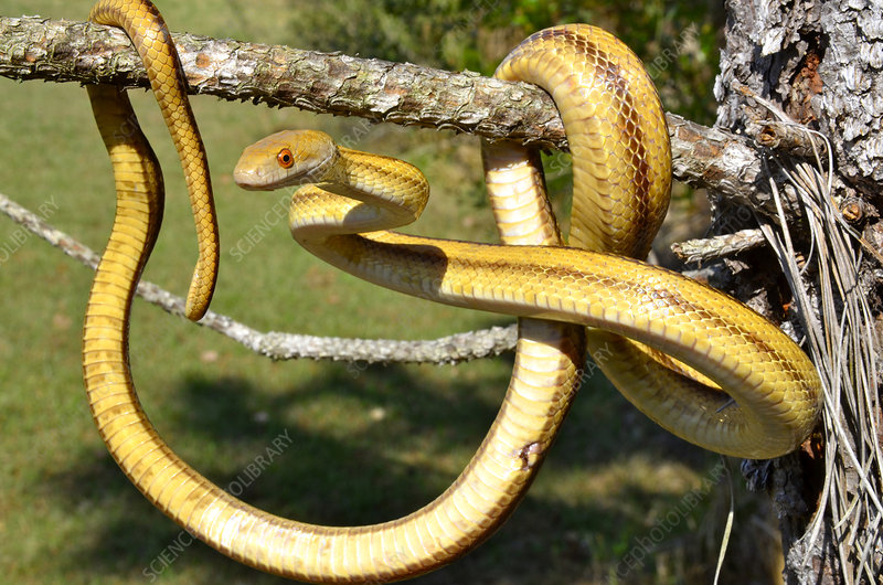 What does it mean to dream about a yellow snake?