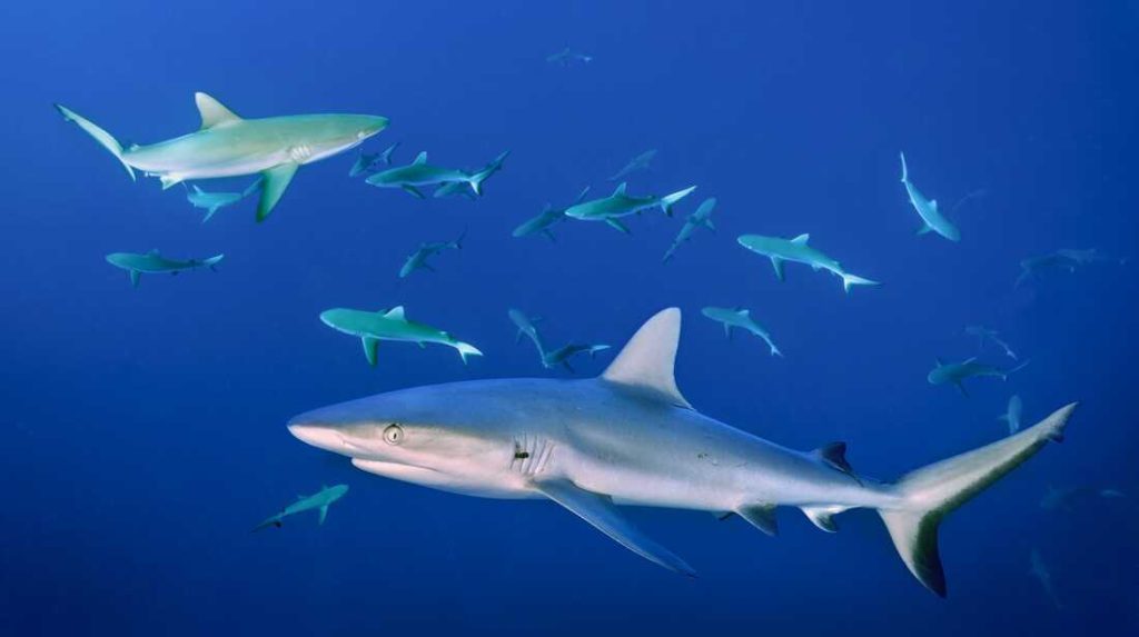 What does it mean to dream about sharks?