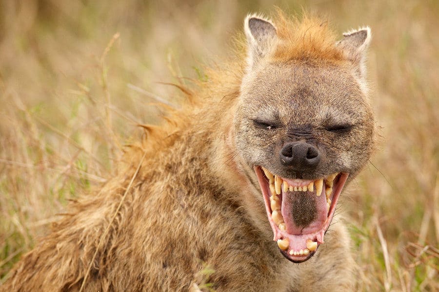 Dream of hyena behavior