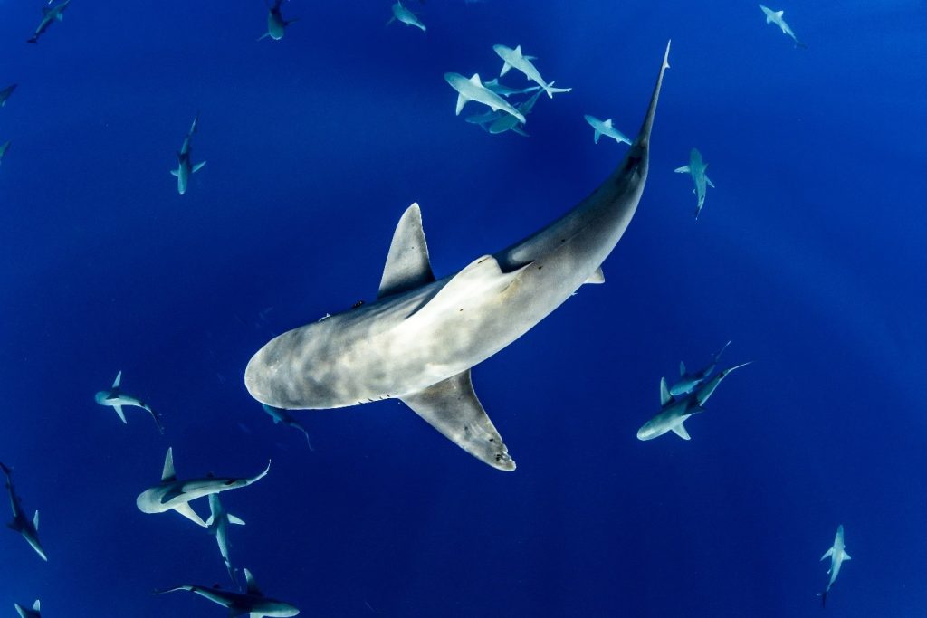 What does it mean to dream about sharks?