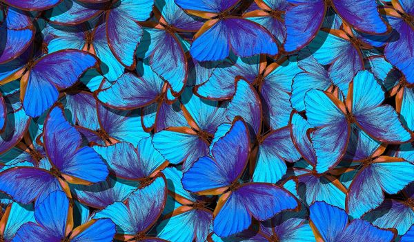 What does it mean when you dream about a butterfly?