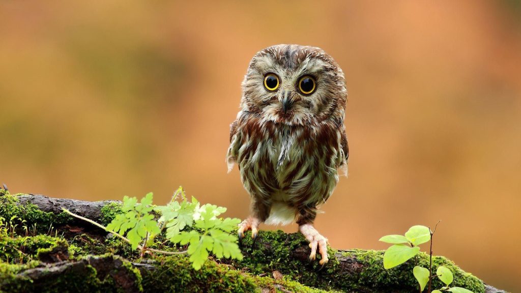 What does it mean when you dream about an owl preying on a mouse?