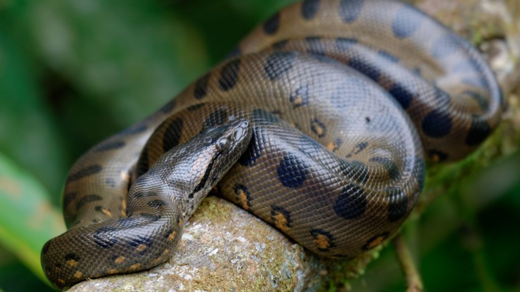 What does it mean when you dream about anaconda snake?