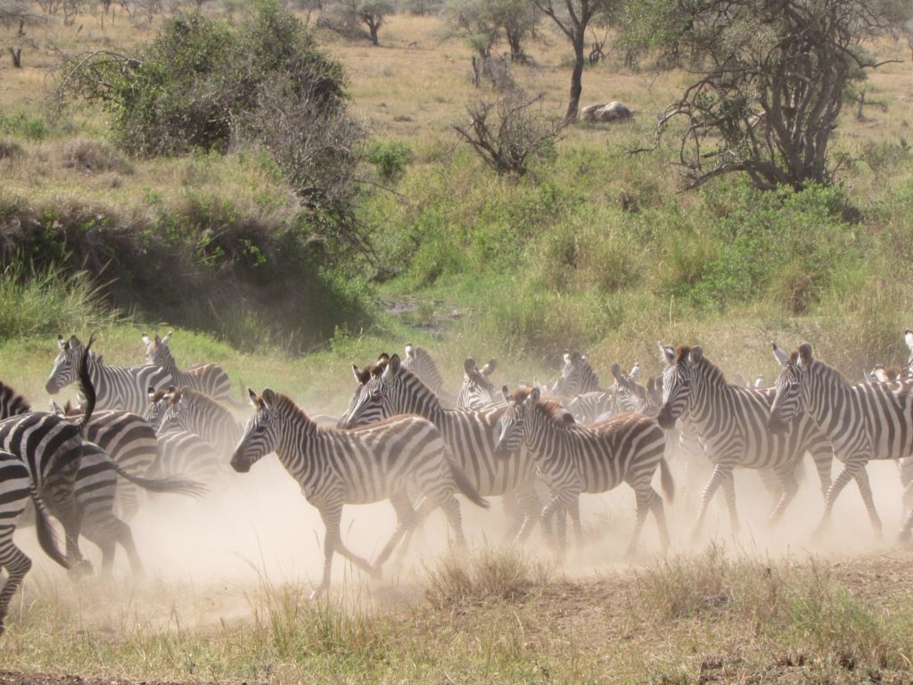 What does it mean to dream about a zebra?