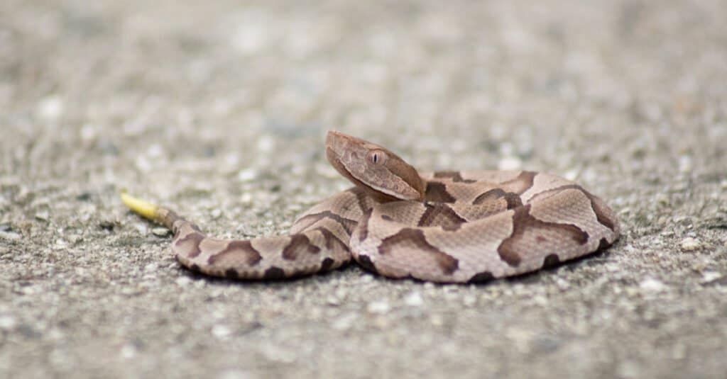 What does it mean to dream about Rattlesnake?