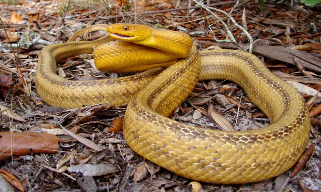 What does it mean to dream about a yellow snake?