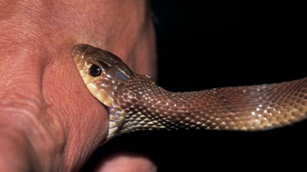 What does it mean to dream about a snake bite?