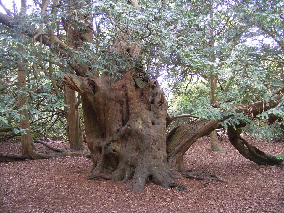 What does it mean to dream about a yew tree?