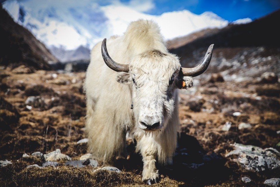 What does it mean to dream about a yak?