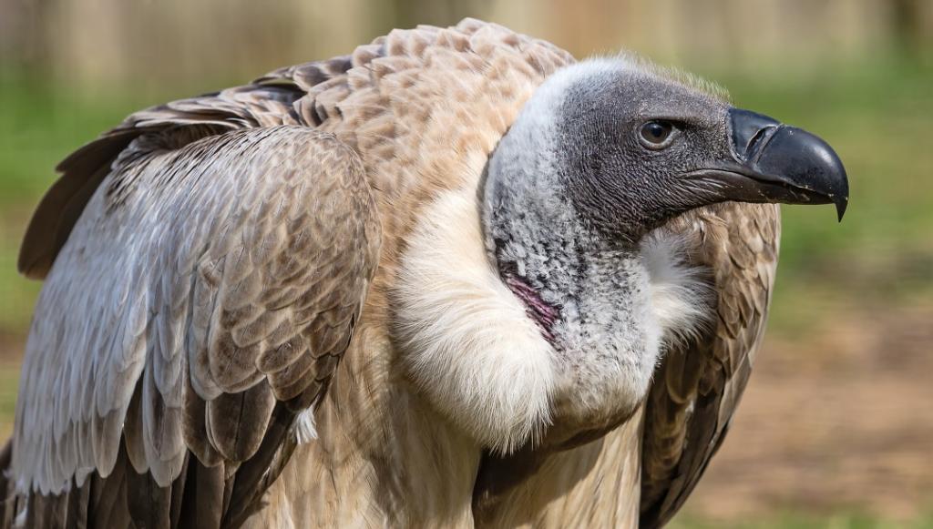 What does it mean when you dream about a vulture?