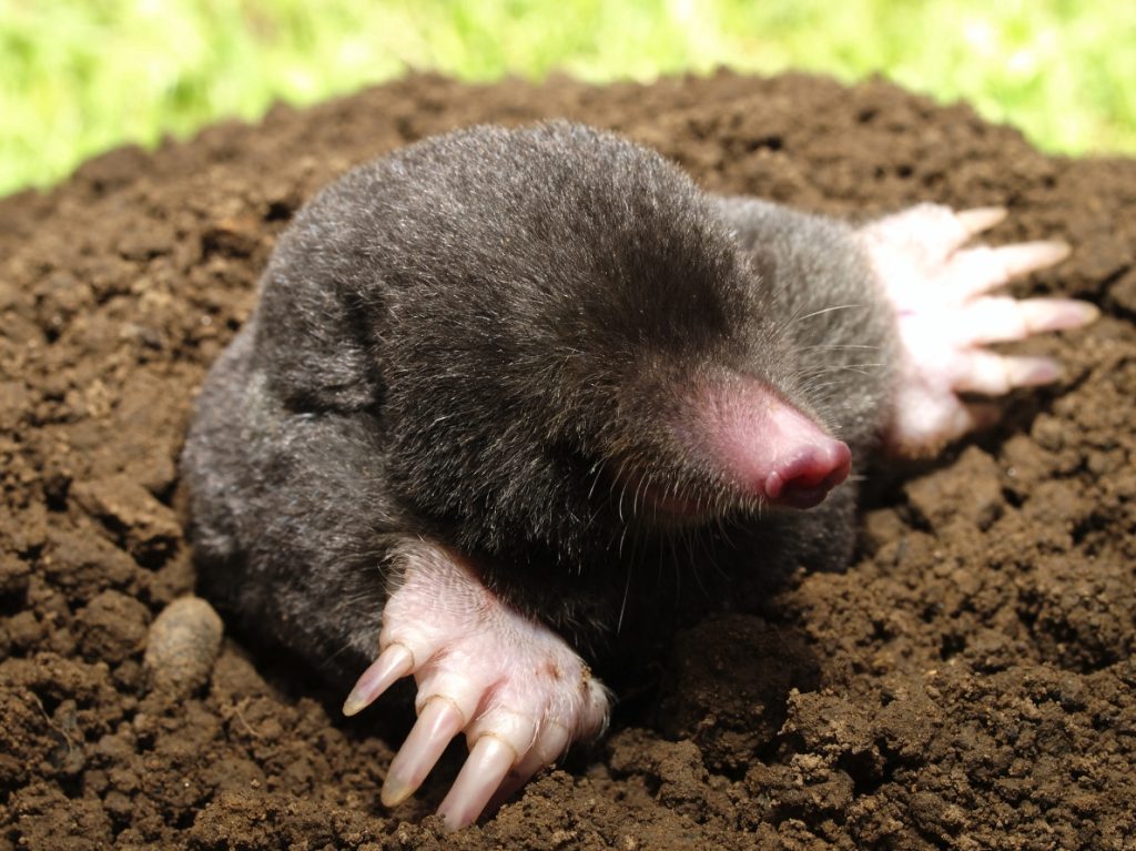 What does it mean when you dream about mole