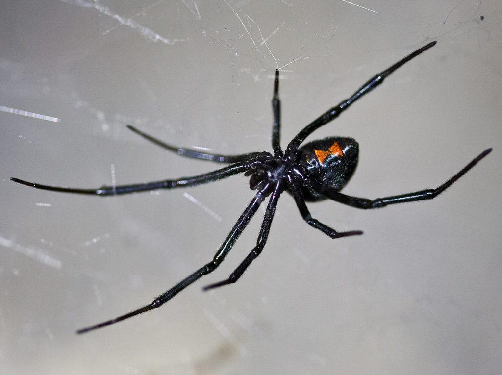 What does it mean when you dream about black spiders?