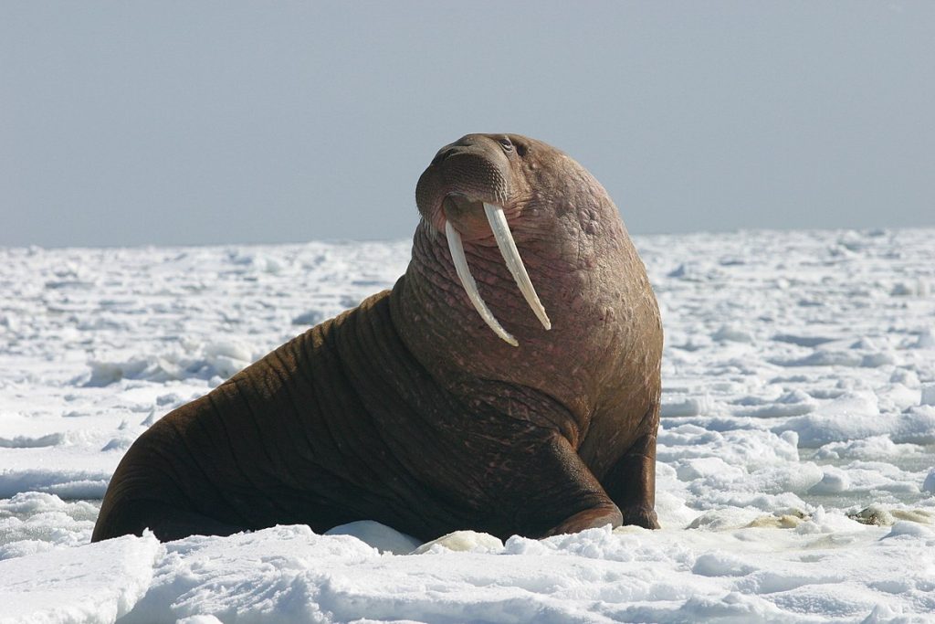 What does it mean to dream about walrus?