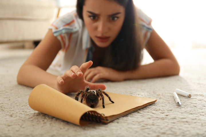 What do spiders mean in our Dream?