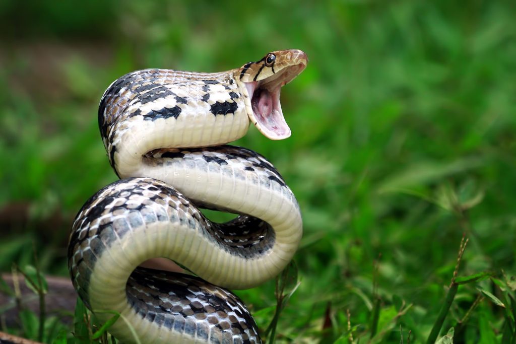 What does it mean to dream about a venomous snake?