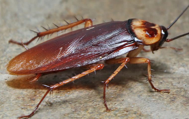 What does it mean to dream about roaches?