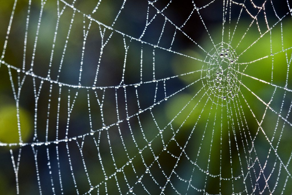 What do spiders mean in our Dream?