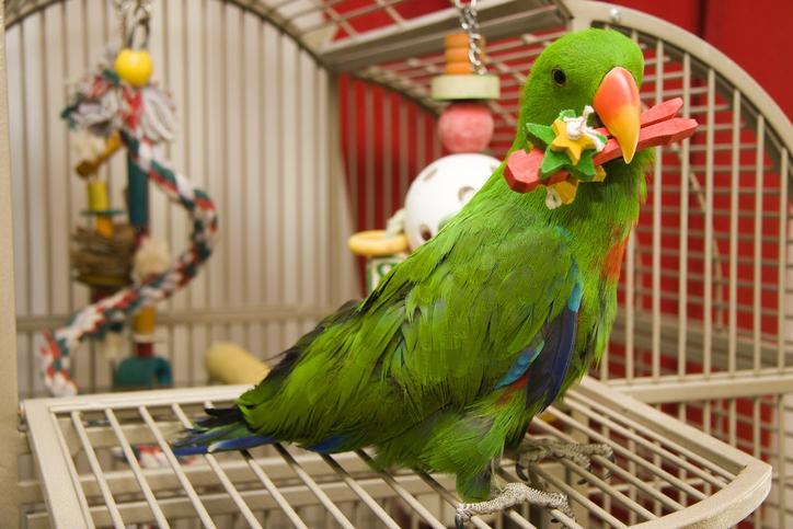 What does it mean when you dream about a parrot?