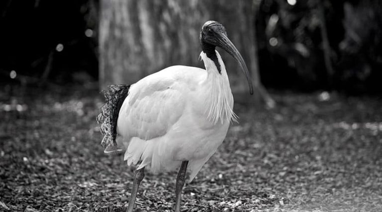 Dream About IBIS Biblical Message And Spiritual Meaning