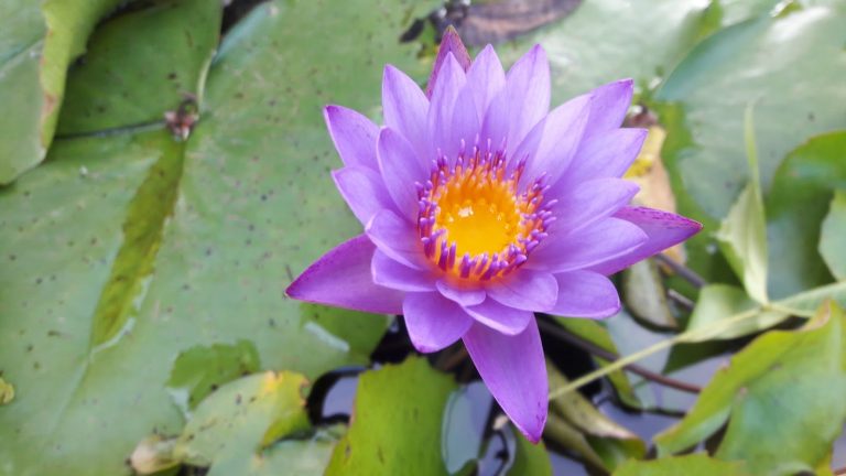 dream-about-a-water-lily-biblical-message-and-spiritual-meaning