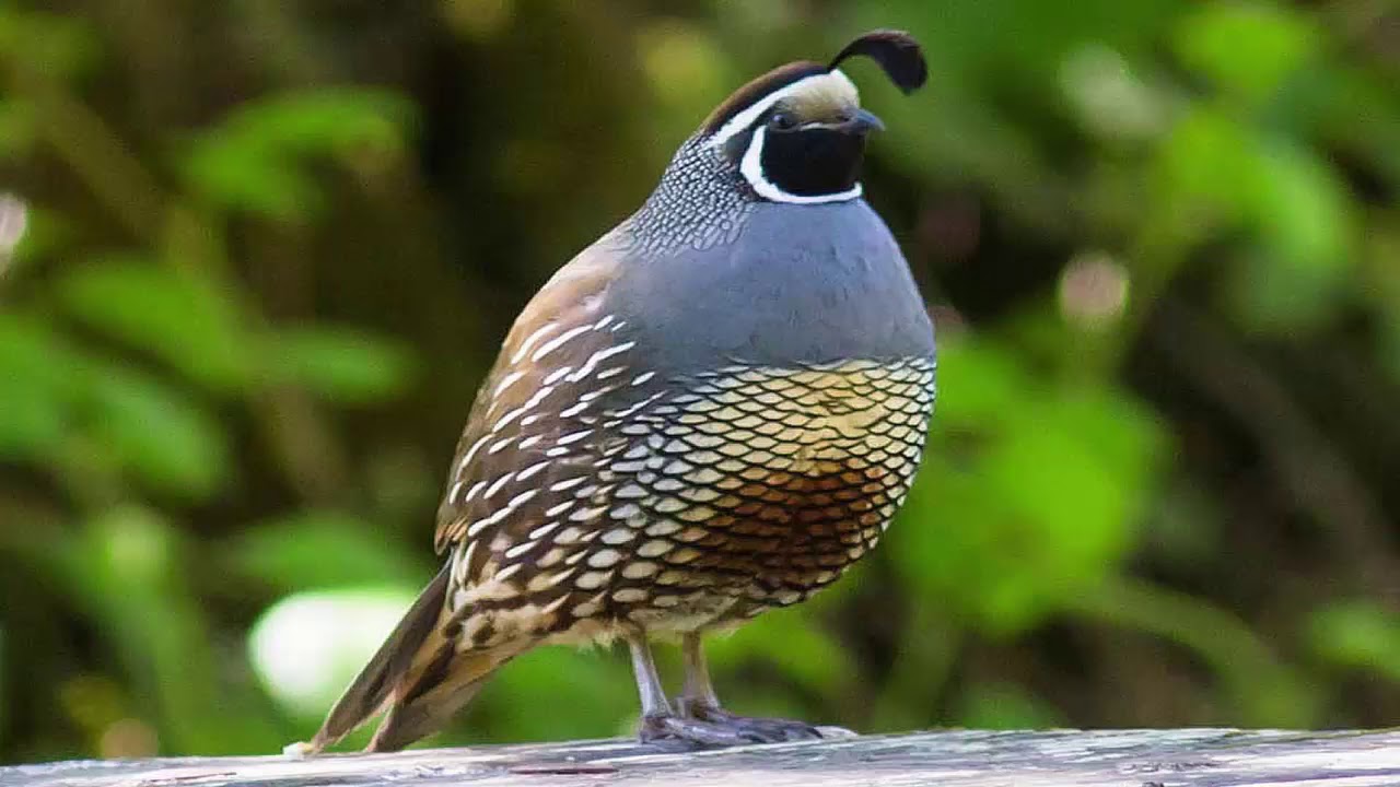 Spiritual and Biblical Meaning of Quail in a Dream Explained