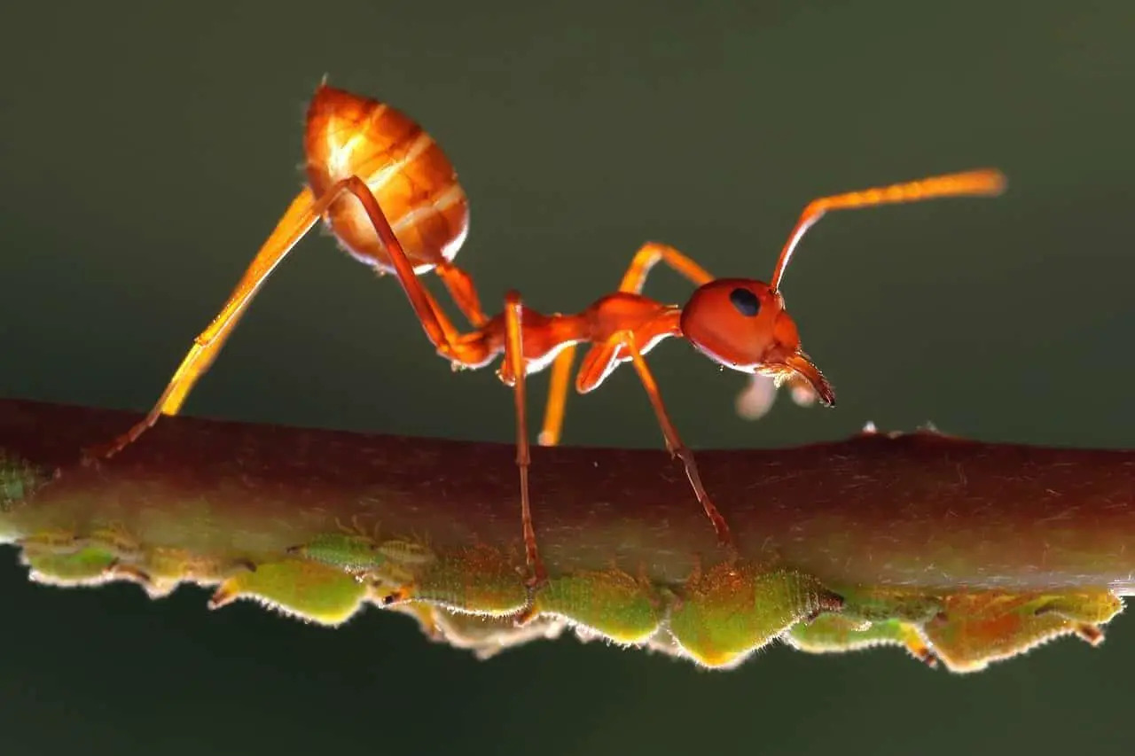 dreams-about-ants-meaning-interpretation-symbolism